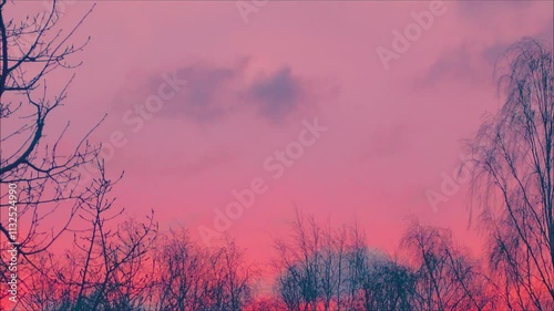 Swaying silhouettes of trees and flying birds against the red sky.