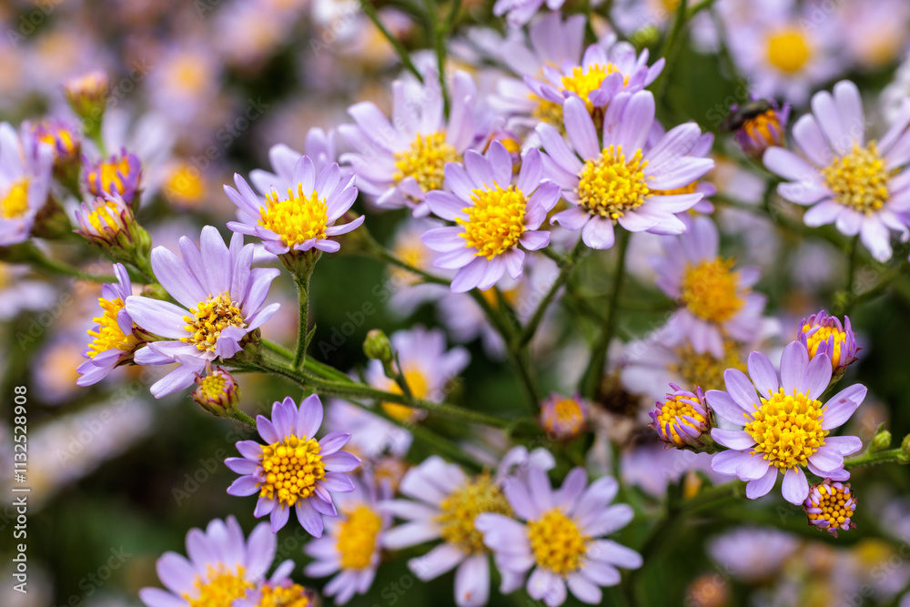 Fototapeta premium Beautiful tatarian aster flowers blooming in the autumn garden.