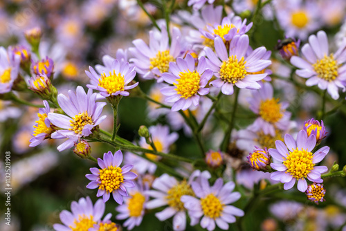 Beautiful tatarian aster flowers blooming in the autumn garden.