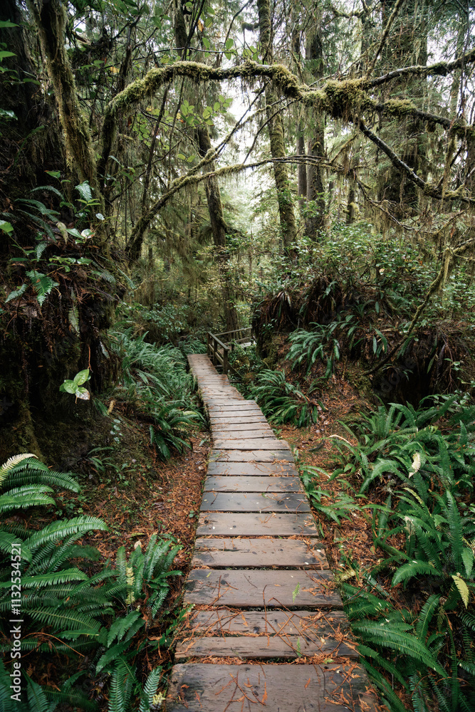 Obraz premium Rainforest Trail Ucluelet on Vancouver Island, Canada Background West Canada British Columbia
