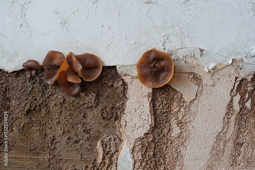 Fungus growing indoors in a discarded building due to humidity and poorly isolated construction photo