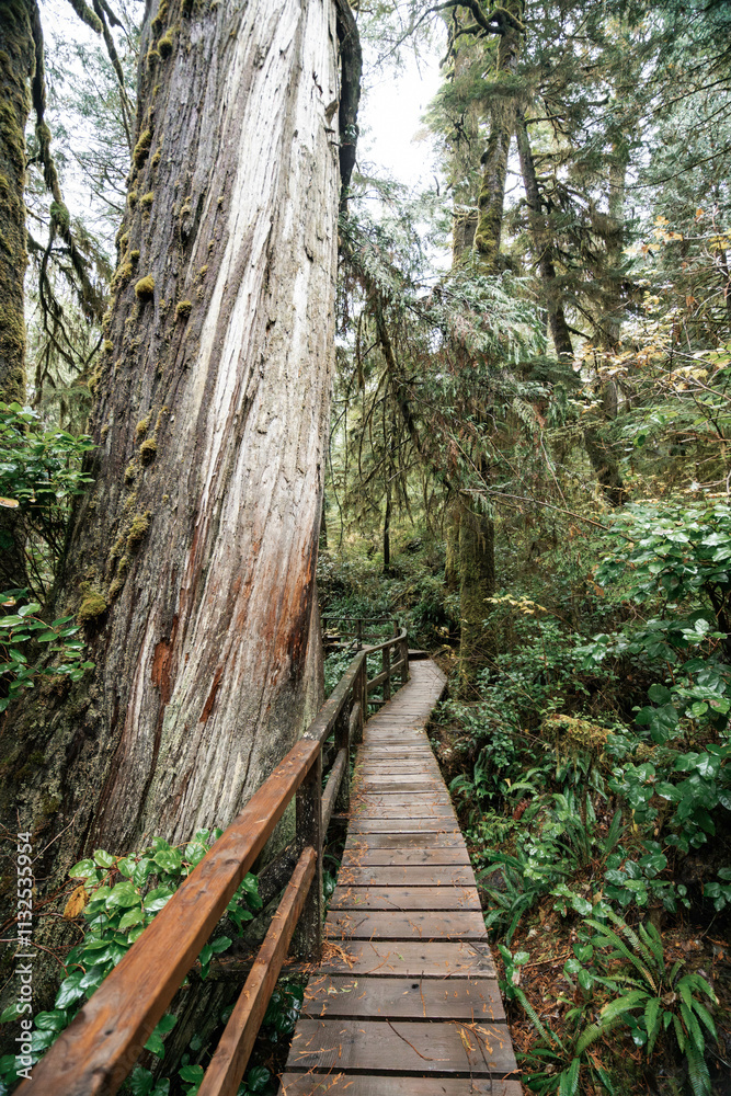 Fototapeta premium Rainforest Trail Ucluelet on Vancouver Island, Canada Background West Canada British Columbia