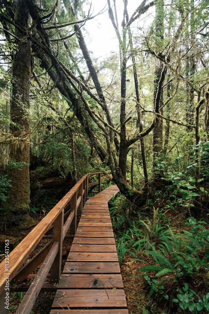 Obraz premium Rainforest Trail Ucluelet on Vancouver Island, Canada Background West Canada British Columbia