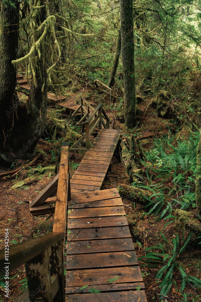 Fototapeta premium Rainforest Trail Ucluelet on Vancouver Island, Canada Background West Canada British Columbia