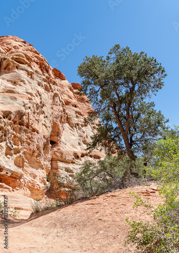 Rock formation and vegetation in Cohab Canyon in Capitol Reef National Park, Utah, USA photo