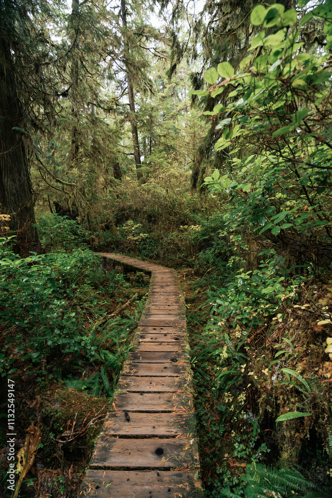 Obraz premium Rainforest Trail Ucluelet on Vancouver Island, Canada Background West Canada British Columbia