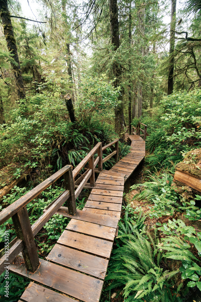 Fototapeta premium Rainforest Trail Ucluelet on Vancouver Island, Canada Background West Canada British Columbia
