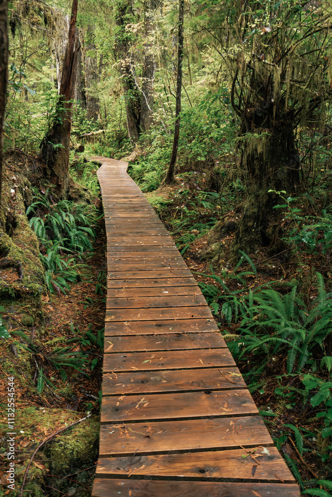 Fototapeta premium Rainforest Trail Ucluelet on Vancouver Island, Canada Background West Canada British Columbia