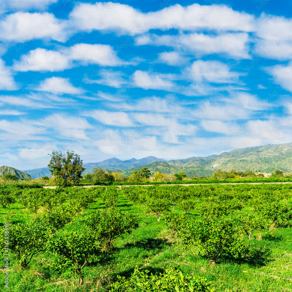 Fototapeta premium view at beautiful fruit trees in garden valley with green gardens and mountains with blue sky on background of landscape
