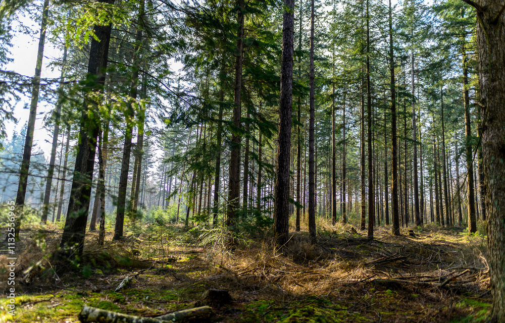 Fototapeta premium trees in the forest