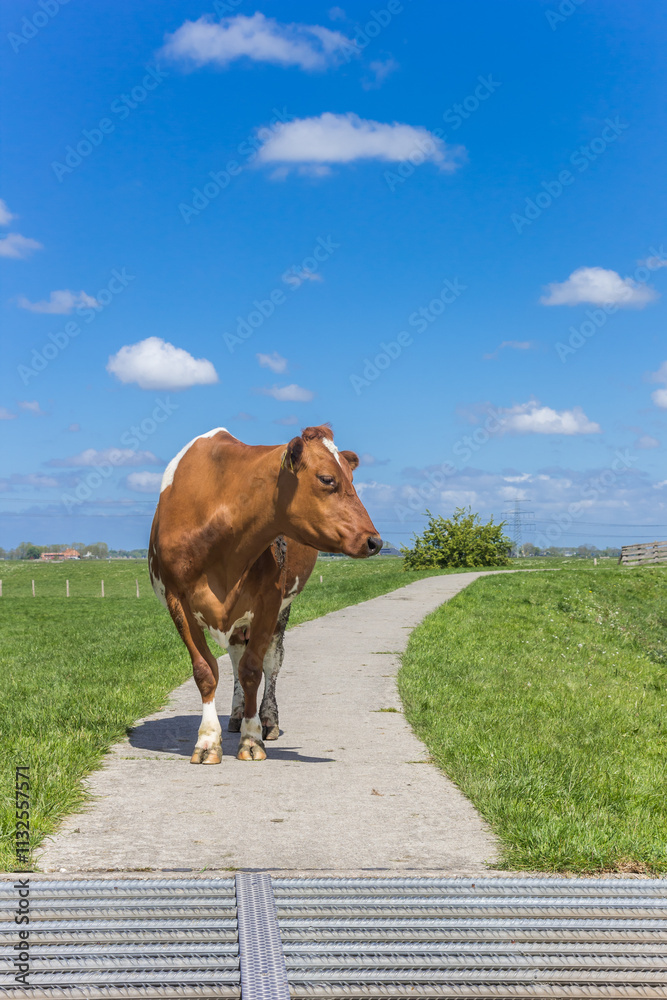 Brown Holstein cow in front of a cattle grid in Groningen, Netherlands