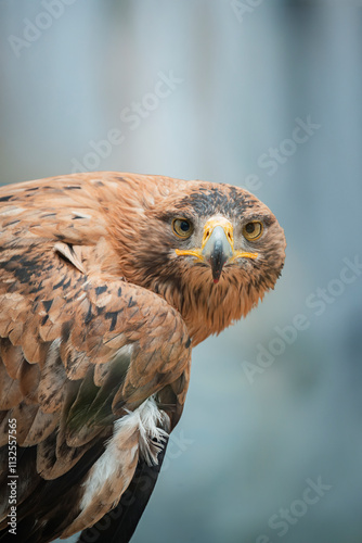 Steppe eagle staring intently with piercing gaze