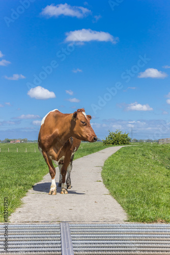Obraz na płótnie Brown Holstein cow in front of a cattle grid in Groningen, Netherlands w salonie