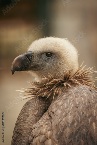 Eurasian griffon vulture showing its powerful beak and intense gaze