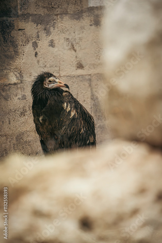Egyptian vulture resting on a rocky ledge: majestic bird of prey