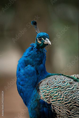 Indian peafowl showing its beautiful blue plumage: portrait of a majestic bird