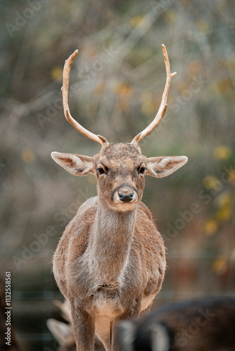 Red deer stag standing in enclosure showing antlers