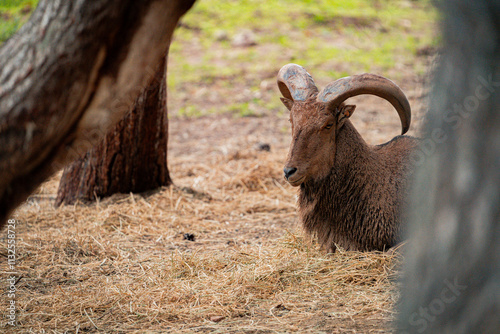Barbary sheep resting peacefully in natural habitat, observing surroundings