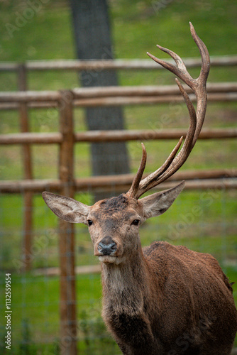 Red deer stag standing in enclosure showing antlers