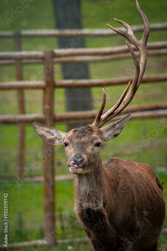 Red deer stag standing in enclosure showing antlers