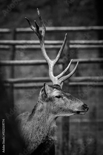 Red deer stag standing in enclosure showing antlers