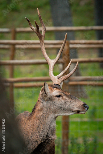 Red deer stag standing in enclosure showing antlers