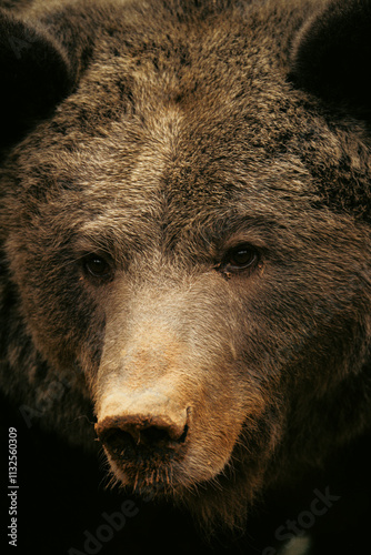 Close-up portrait of a majestic brown bear staring at the camera