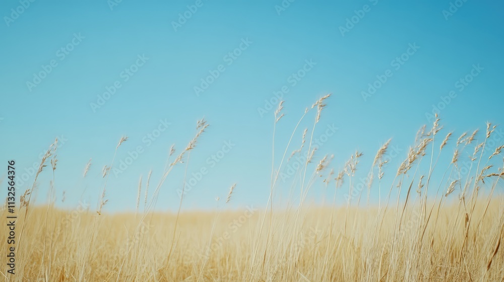 Obraz premium Lush agricultural field of young wheat against a clear blue sky capturing the essence of early growth and vibrant natural beauty