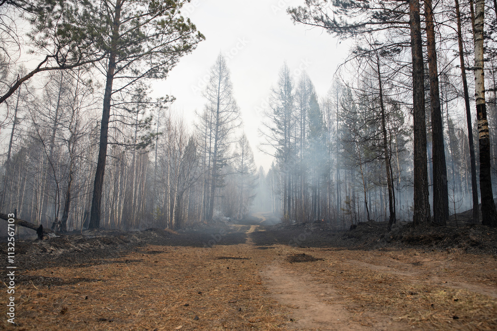 Obraz premium A burnt, smoky forest with a smoking litter of pine needles and foliage blackened and charred by the fire. A fire in a coniferous forest with tall trees.