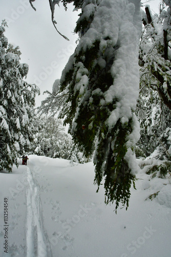 araucaria ski touring snow winter patagonia los lagos photo