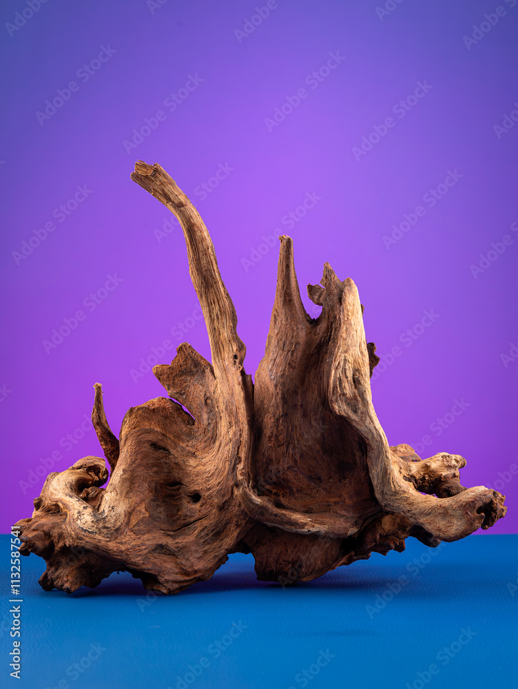Fototapeta premium Close-up of wooden driftwood for aquarium or terrarium on mirror surface on purple background