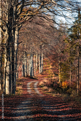 Ein gewundener Waldweg zwischen hohen kahlen Bäumen in herbstlicher Umgebung mit buntem Laub