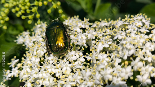 Emerald Flower Scarab Beetle sitting on the blooming elderberry flower 