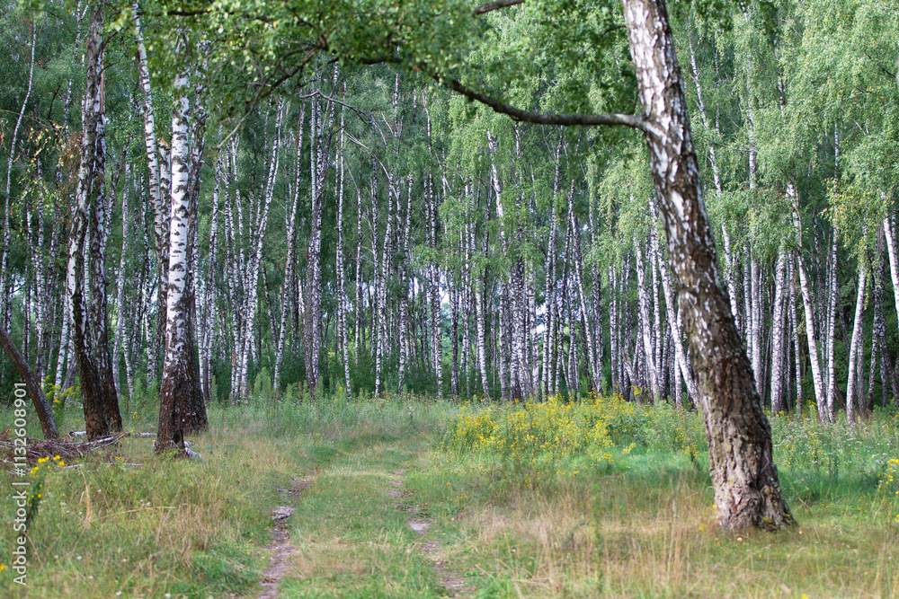 Obraz premium Birch grove on a sunny summer day.