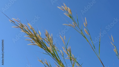 Grass flower, meadow, sky background, peaceful nature