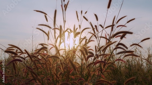 grass flowers, grassland, sunset, beautiful nature