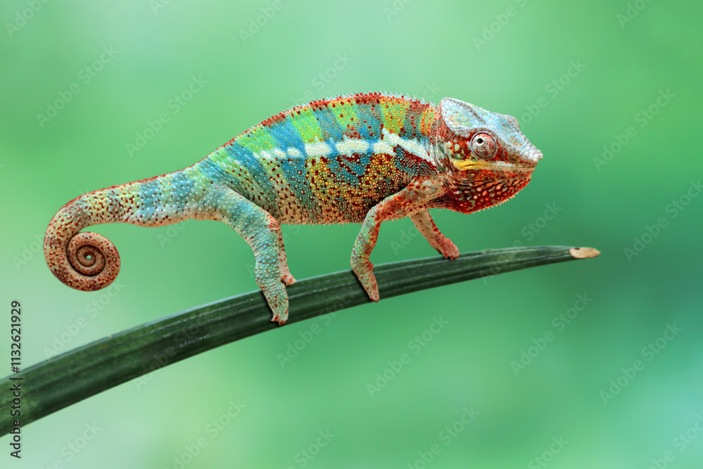 Fototapeta premium Beautiful of chameleon panther, chameleon panther on branch, chameleon panther closeup