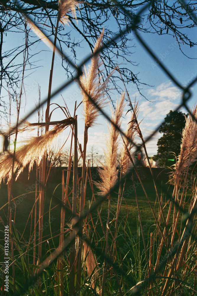 Obraz premium Dry grass across a Fence