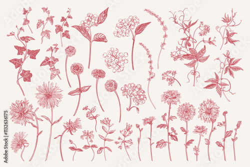 Set with autumn and summer flowers, dogwood berries. Collection of garden plants. Floral isolated elements. Vector botanical illustration. Red