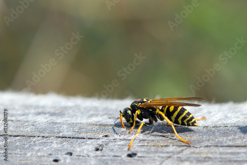 Vespula germanica, European wasp, German wasp. while scratching a wooden surface with its jaws, from which cellulose will be obtained, to build the nest. Isolated specimen, macro insect