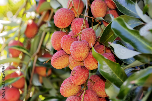 Letchis de l'île de La Réunion