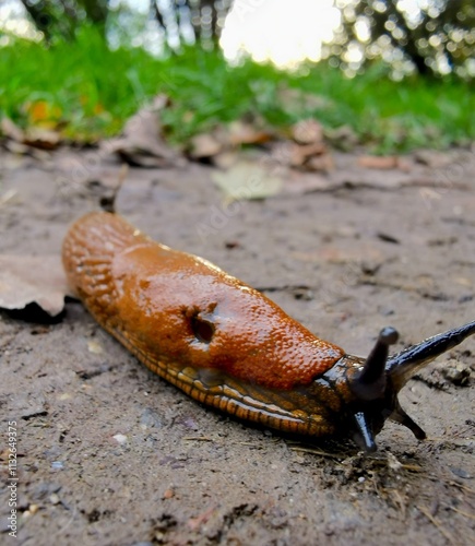 gewöhnliche Wegschnecke photo