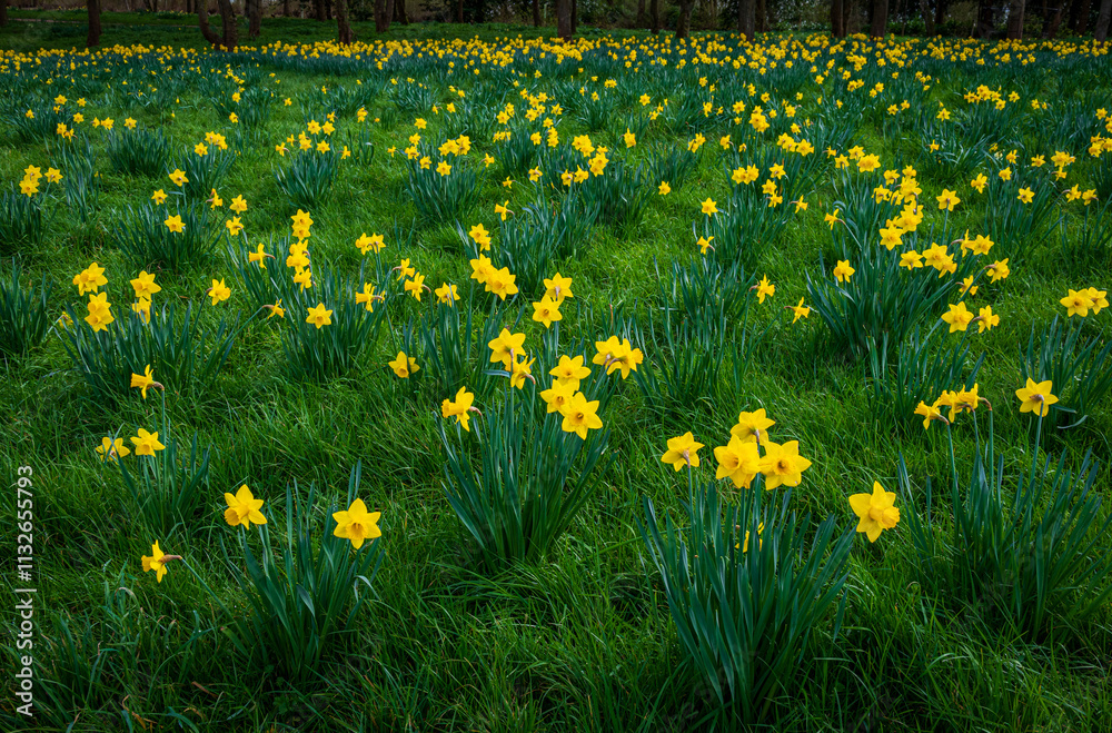 Obraz premium Several bunches of bright yellow daffodils bloom in unison across a lush grass field, embodying the vibrant spirit of spring 1