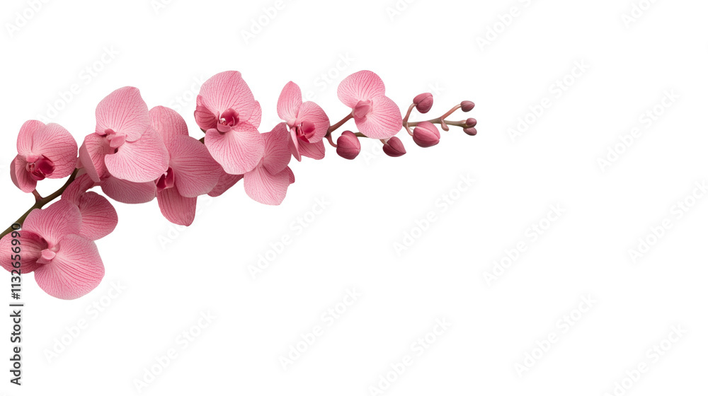 Fototapeta premium Delicate pink orchids branch isolated on transparent background, cutout