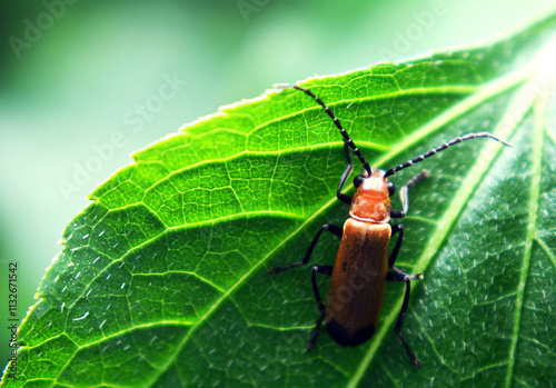 Aredolpona succedanea adalah spesies kumbang tanduk panjang yang tergolong famili Cerambycidae photo