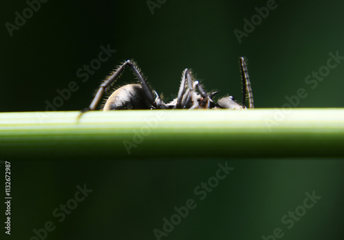 Toxeus maxillosus is one of the spiders from the family which is a family of jumping spiders that has a body resembling an ant. It has a small body size with an oval abdomen without narrowing. photo