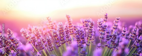 Lavender in full bloom at sunrise, delicate purples and soft light, peaceful morning vibe, symbolizing tranquility and renewal