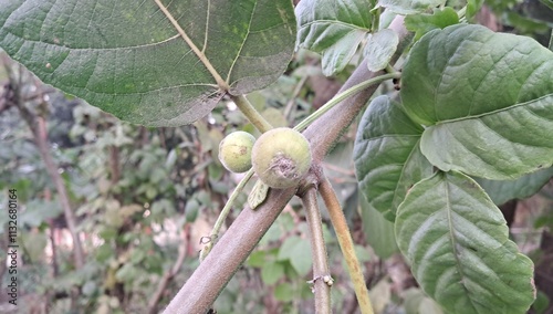 Fruits of Fig Trees in the Tree photo