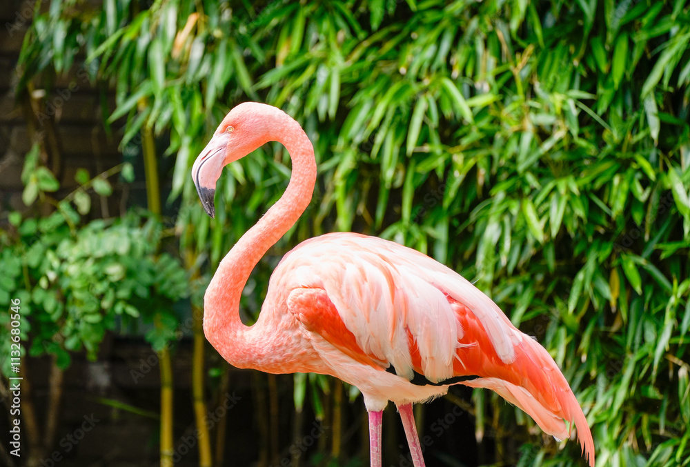 Fototapeta premium Portrait of a flamingo. Bird close-up against a green background. 