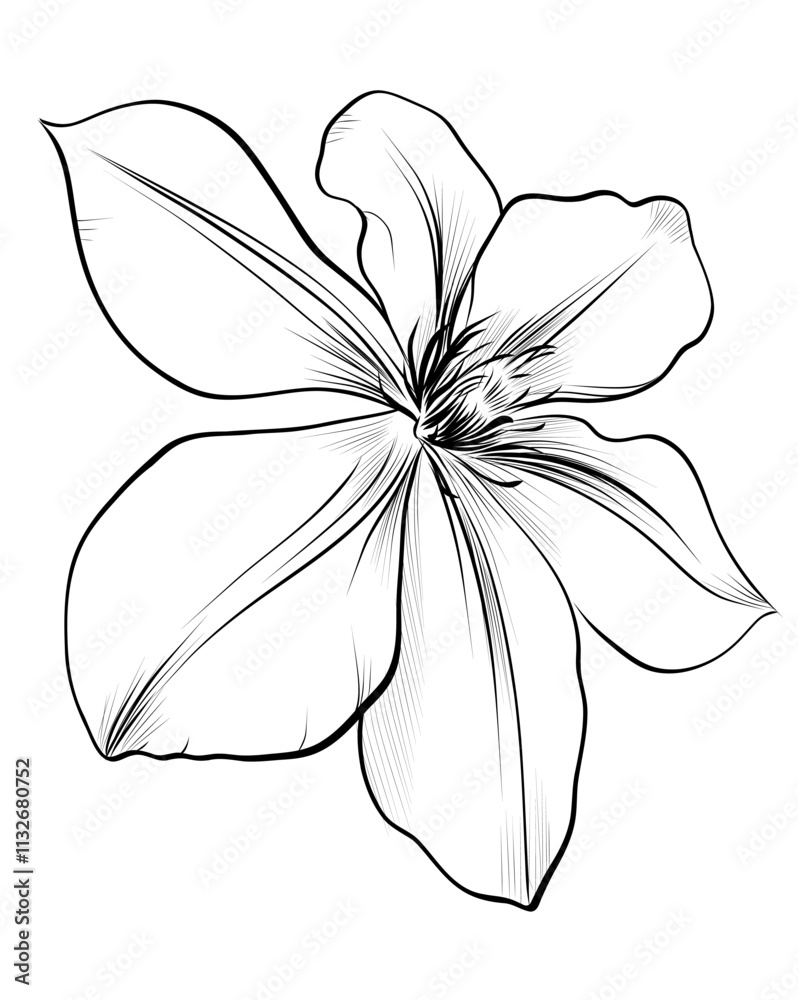 black and white hand drawing of a clematis flower vector